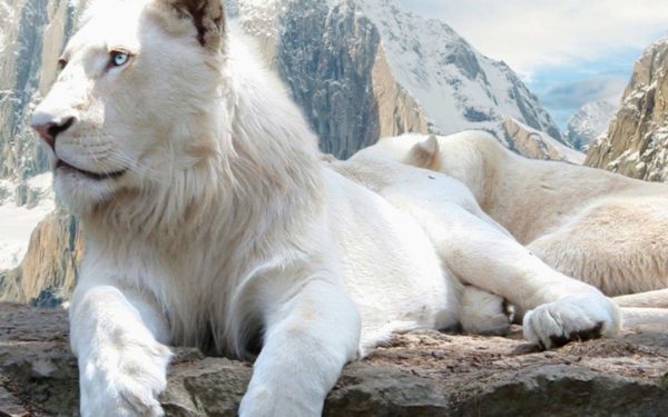редкий вид белого льва