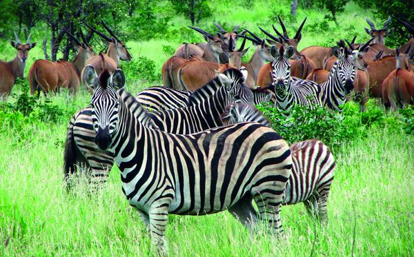 Национальные парки Африки