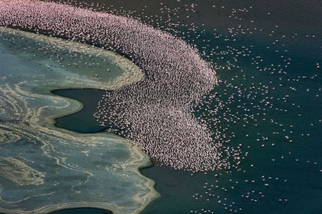 Озеро миллиона фламинго